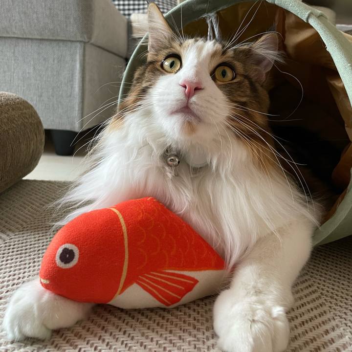 56c3a109 8f50 47fb 9c0d 08598f804b80 1650577507801