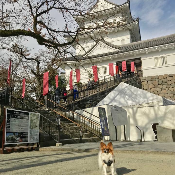 56c3ea3b d1fa 4f38 b3ed 0c77bc17cb83 1511353227362