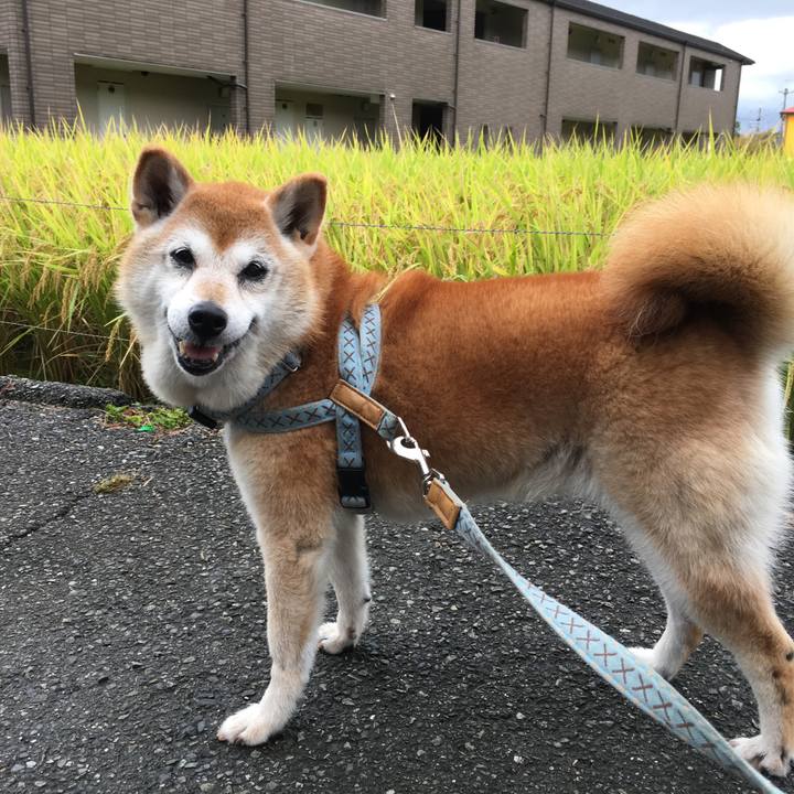 56c3ef0f 376e 424a 8ce7 199b22fde8ea 1507764247858