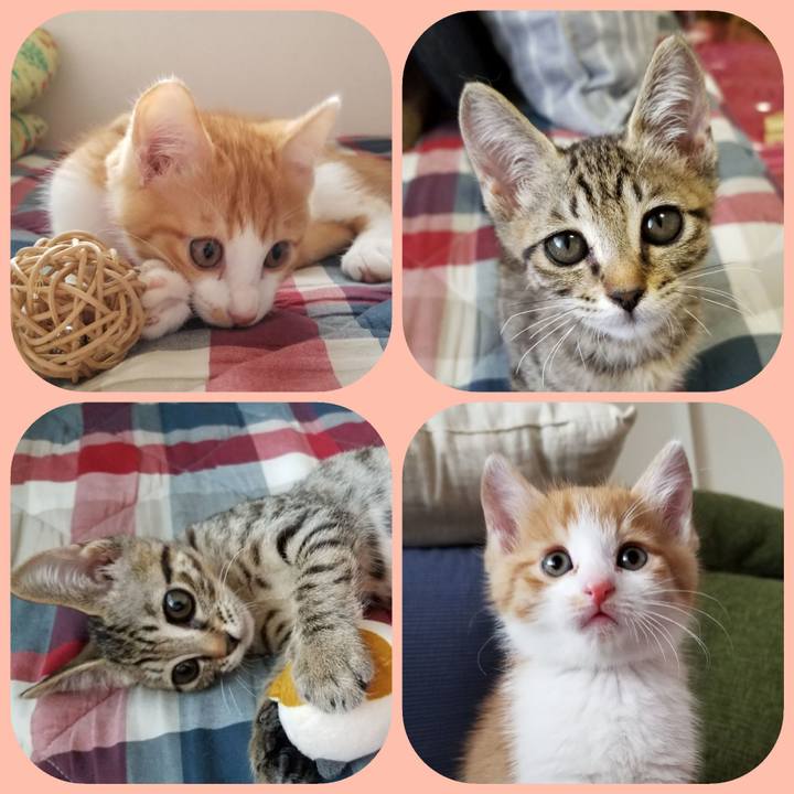 56c3fcac 66de 4b07 9484 6007b43ef161 1537892156926