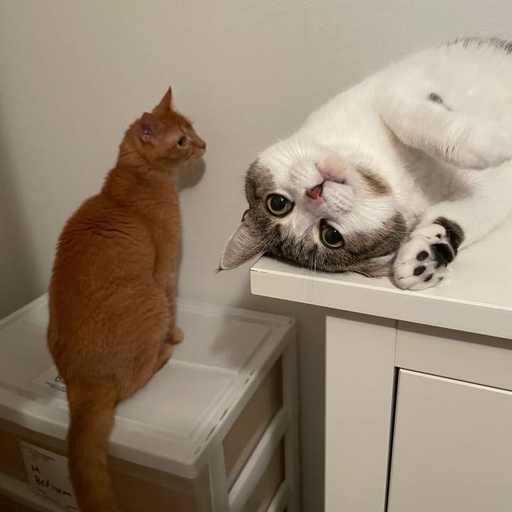 56c3fd33 fe20 4b41 9564 0057ef1c2c11 1694663477781