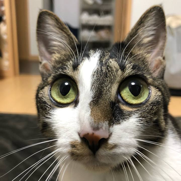 56c56515 342c 4470 864a 784bfd932964 1541326981177