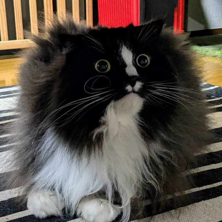 56c591bb cf6b 4b84 b5e2 715570b7135a 1732619719058