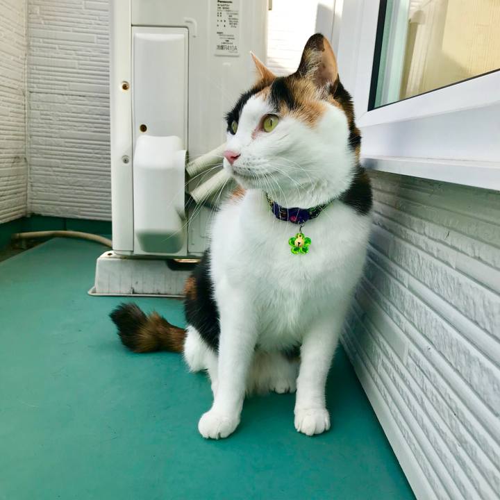 56c6538c a51d 4c32 b2f5 8a9c761ad764 1513300296760