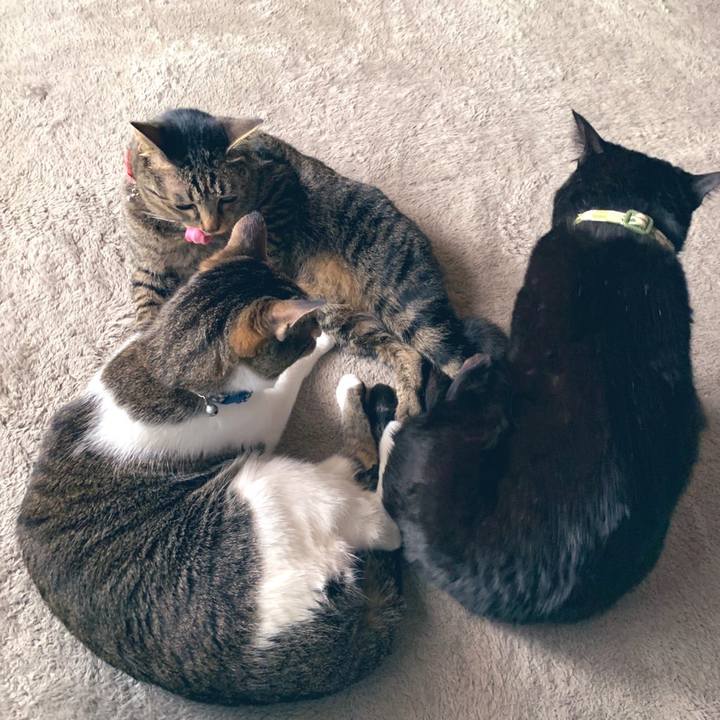 56c710df abd6 4f47 845f 28543b51dfdf 1585305285540