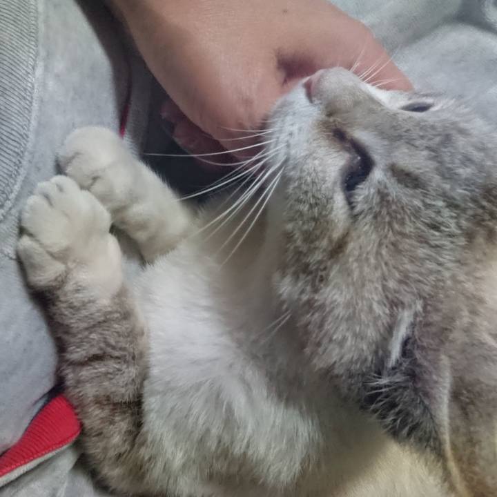 56c738cf 32d1 470c 96cf be9516f5b011 1526312277785