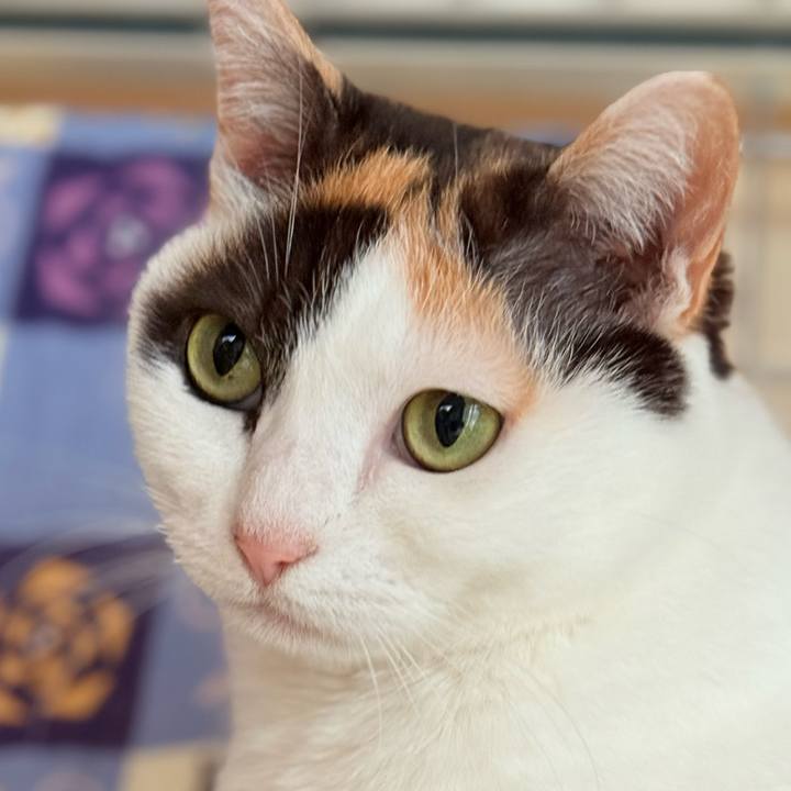 56c8047c b944 49b7 8fd2 e5a0fb0f0426 1744681560238