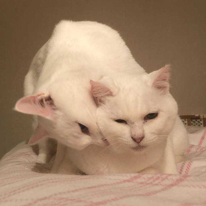 56c843fa 2220 4b7c aea3 1b6f498d654d 1560409504290