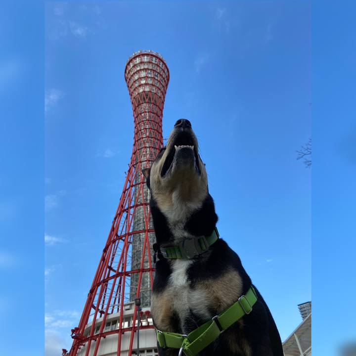 56c944ef 947c 4625 94ac 9512a75e227c 1586052497531