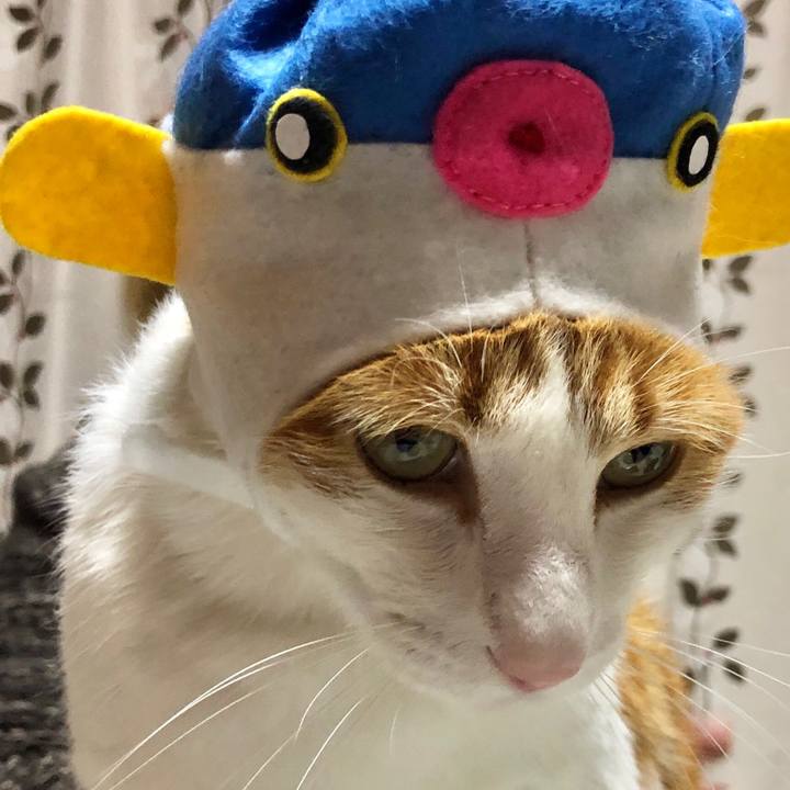 56cc3bd4 417c 433c b7ca 7f21c421a883 1544354211702