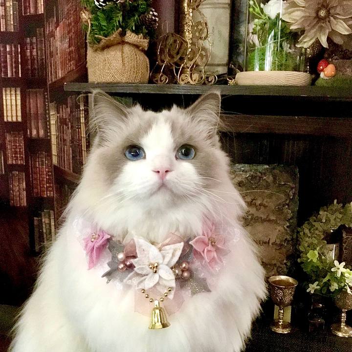 56ccbebc 05e6 4e58 9585 4cc503936bd0 1636364867655