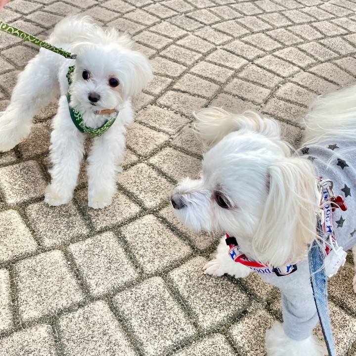 56ce96a8 a962 4aa4 8823 157c6f18a56e 1616906678431