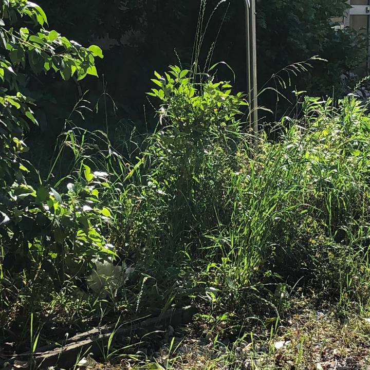 56ceacd9 f2c8 4975 9c2d fa1cd12a5b2d 1526283275998