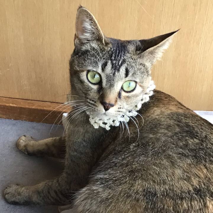 56cf7690 0a0b 4fea 9eb6 1af356936f3f 1589439379223