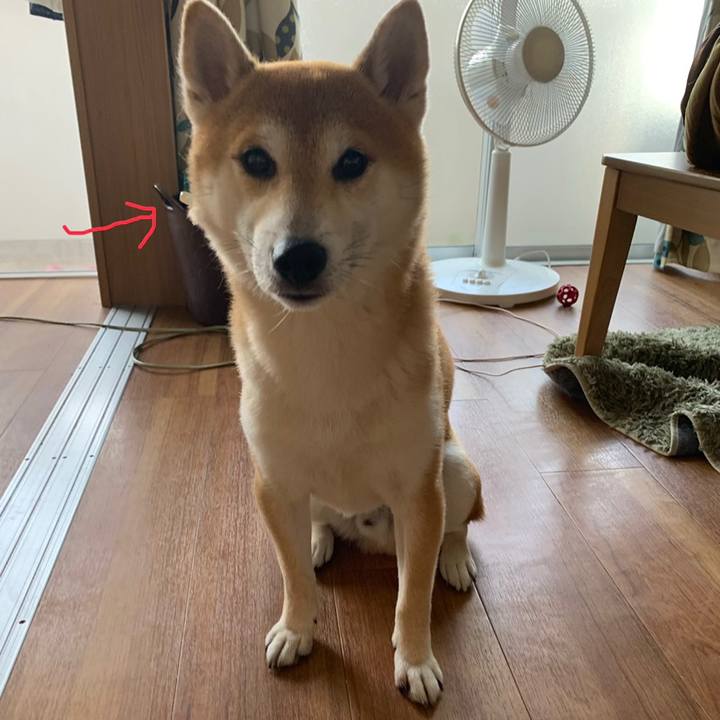 56cfe97f 5ff6 4c30 b0ee 71ba9f388d85 1560866204400