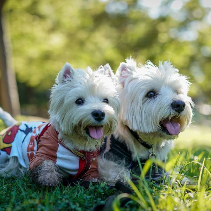 56d066c4 2354 4fea a69f 24658ef4db6b 1530524905897