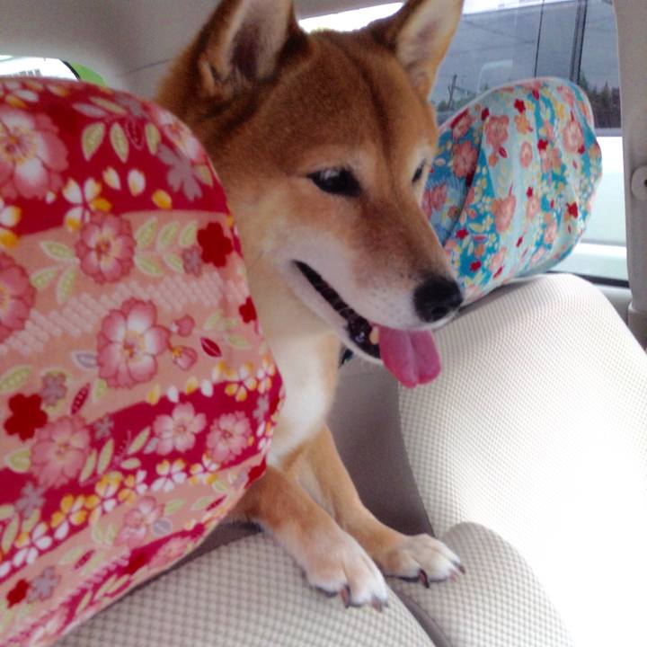 56d1dd27 4a68 4abf 9fc4 72fc0f20813c 1534742738147