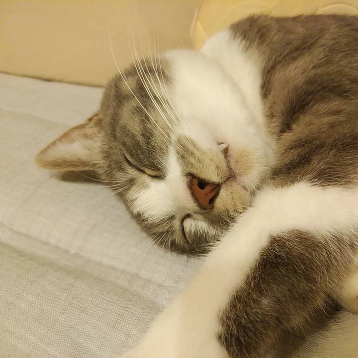 56d792a9 f657 421c b643 78cd03db7f44 1588340764622