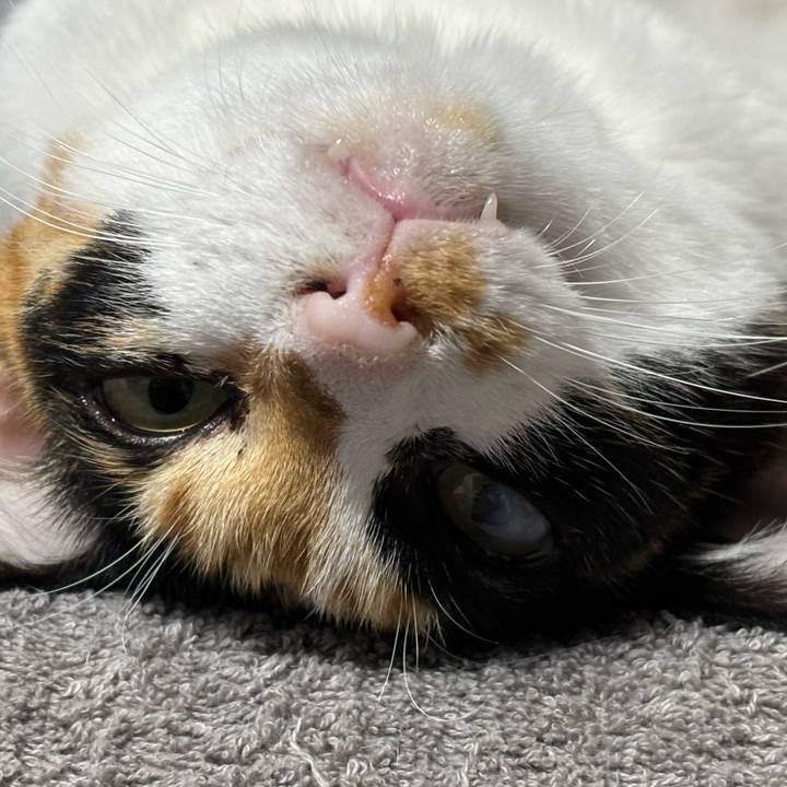 56d81bd9 bf99 40b4 8650 d95cbf0ea5a2 1760361606224