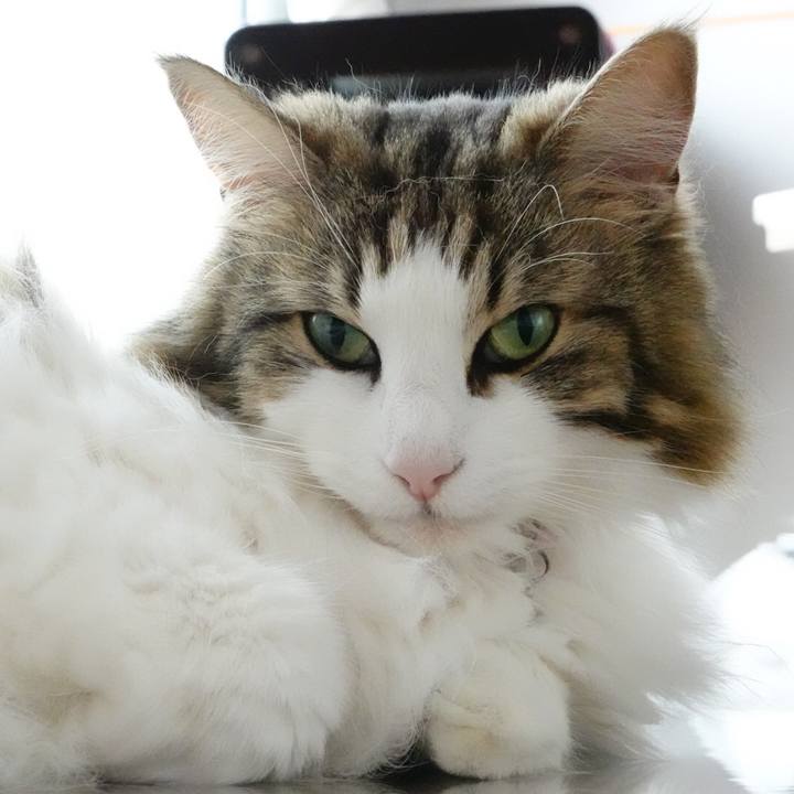 56da8cd0 ac10 48ab bc8f 32a72f09db43 1593314749602