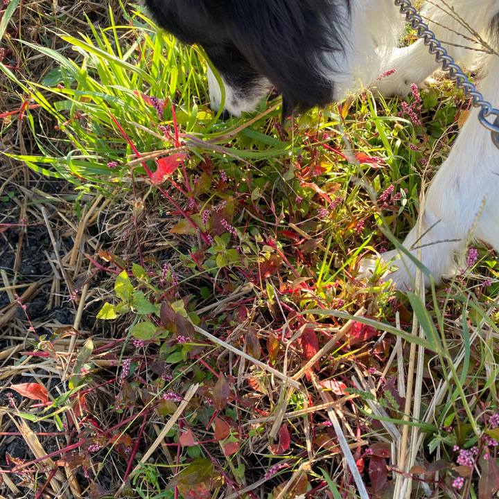 56de4466 b45b 47f1 8e19 86141207da88 1636763701531