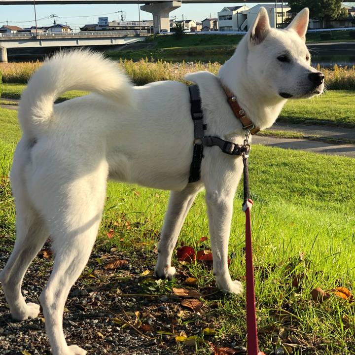 56dfdfea d3d7 4ac3 ae85 31d04d604221 1542238651237