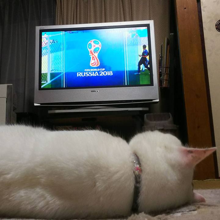 56e29e06 165a 421f a421 8b9defad2503 1529410447406