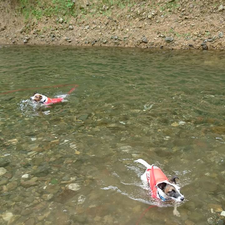 56e2da0b 6933 4f10 acdb 8528518450ab 1564739858274