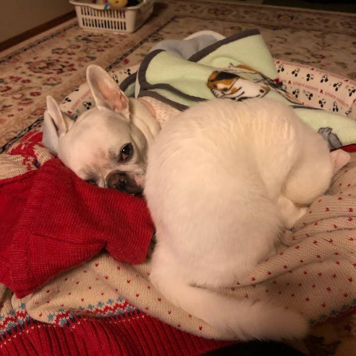 56e6eade 0edf 4fc1 9ec4 c4c937c7a04d 1551436198804