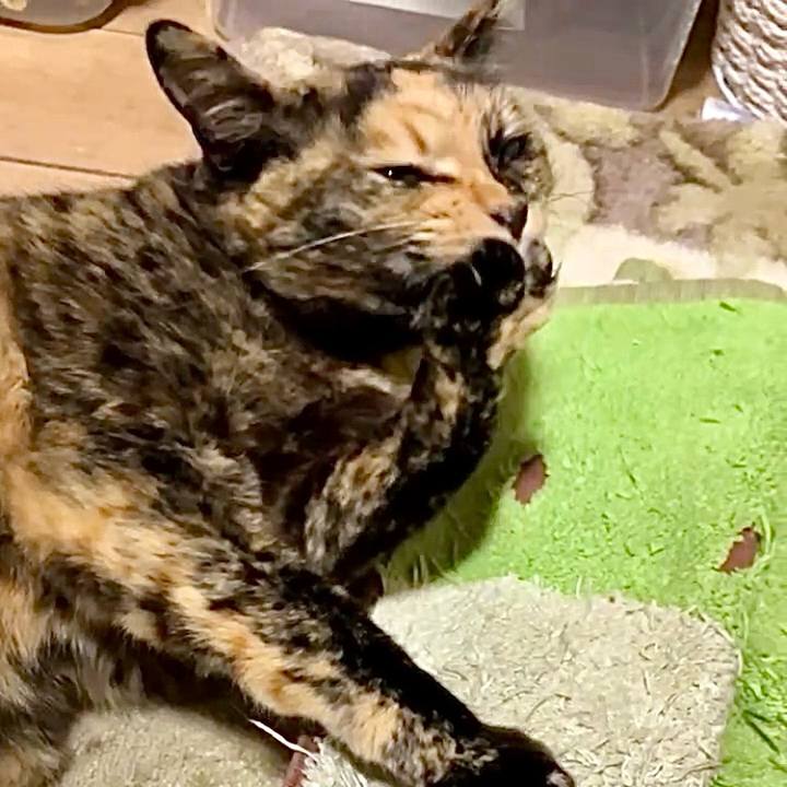 56e6ee6f 80ec 42c1 a0f0 d29044a05e22 1742764407809