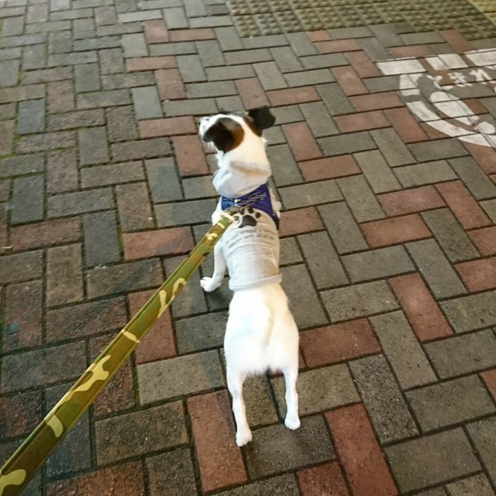 56e7f4d8 322a 4ae4 be85 6154ce5a75f6 1507891952210