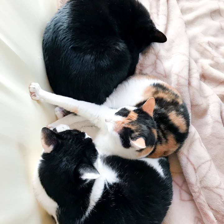 56e8d794 2f0a 42c1 9367 cac0e76bb5a7 1513608025591