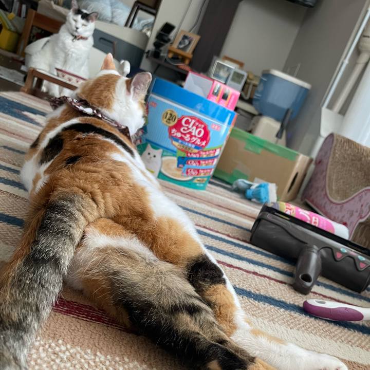 56eac80c 9612 4ed6 a22a fef75b829a29 1753400374280