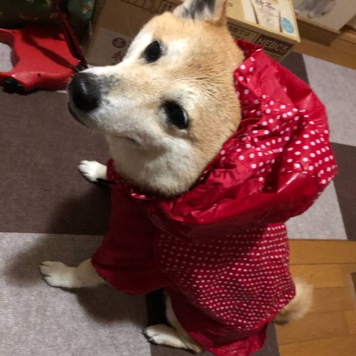 56ec3fdd 77f1 4287 ab00 8032294bfc66 1555400172326