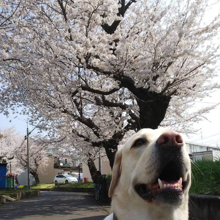 56f18210 6ff6 424a 9395 d40667c3df52 1522202651057