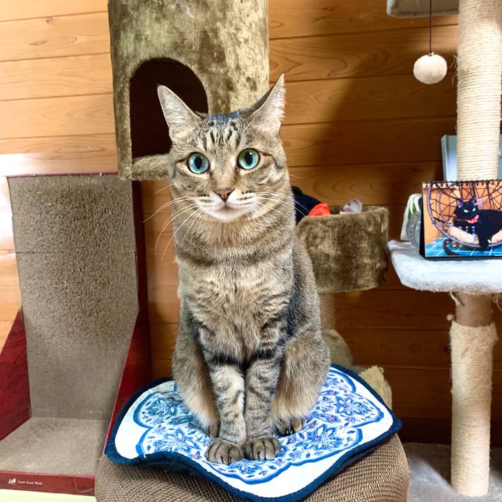 56f1cbca 32bc 4d73 881a 4ea7b24d2e45 1586909496347