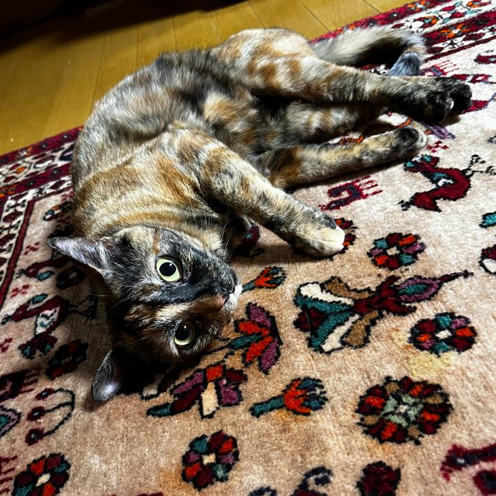 56f453d2 8e74 4c2e a68e 7ce13b3fe7bb 1722952760376