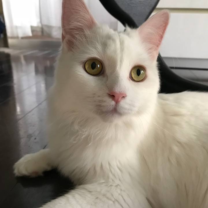 56f7d077 4b42 4893 937f 4ca061cc9f50 1530441785565