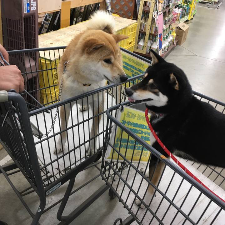 56faa658 0391 4382 81f7 980a3a36b583 1529733497479