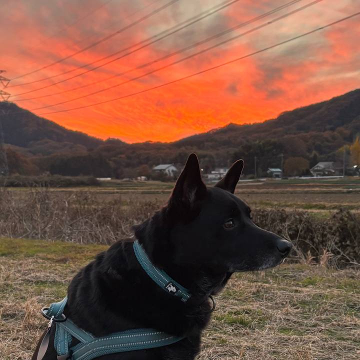 56fb30d9 6361 496e a27a d1b70d1bde0e 1763884257864