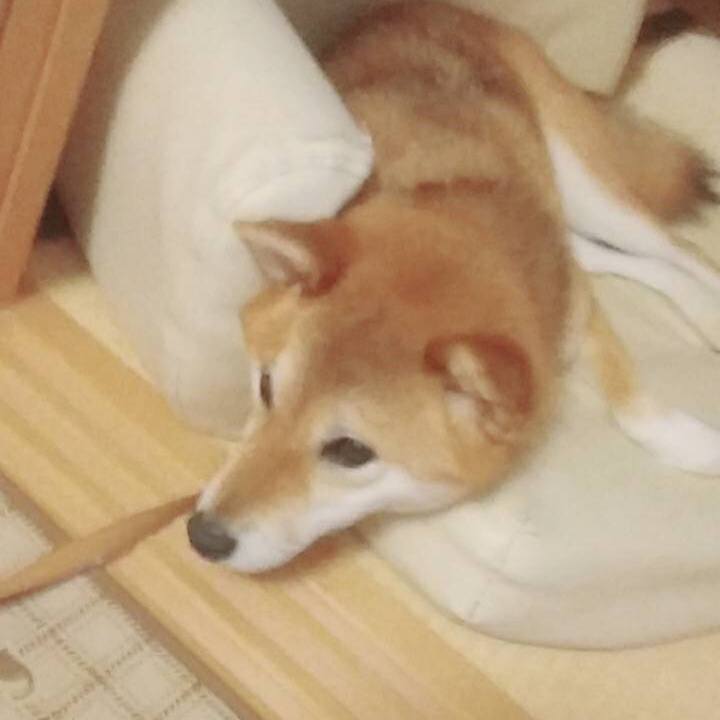 56fb9d6d 3a1b 4f88 827c e381a5b7de79 1534237448143