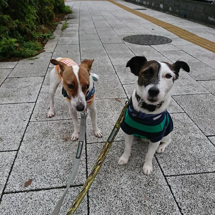 56fecb47 5075 494b bc91 9e3280123258 1528323827058