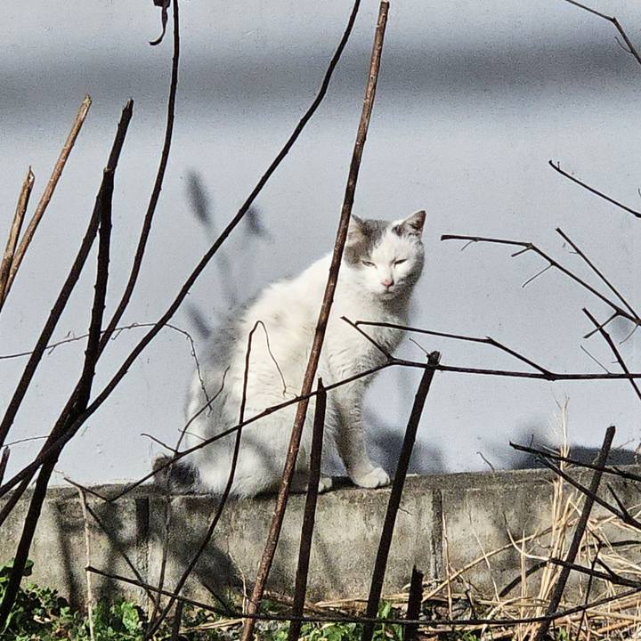 57002b4b 80fd 4472 b9ee 7de4a447f27a 1736310428320