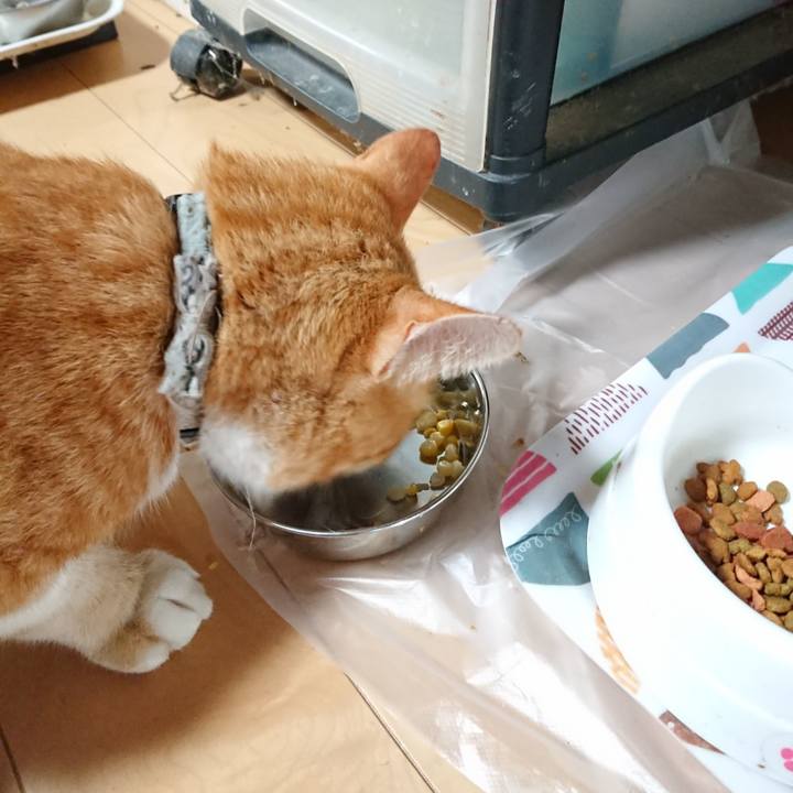 5700d137 662f 4f2f bac1 5dd211e98fb7 1597030486509