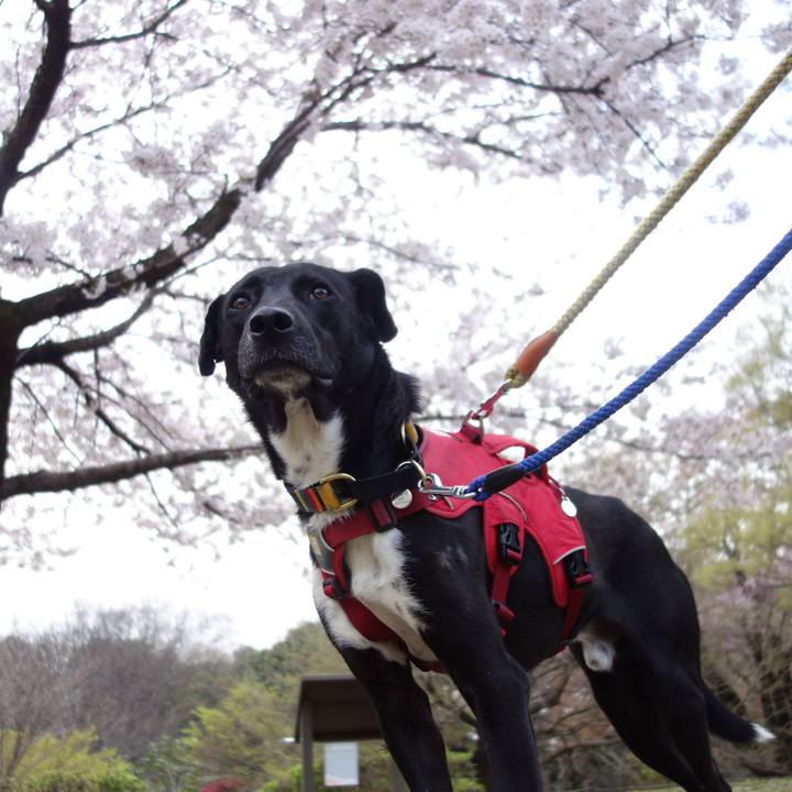 57034d7e 6d0d 4860 994b 977c1dc24cb3 1585356553399