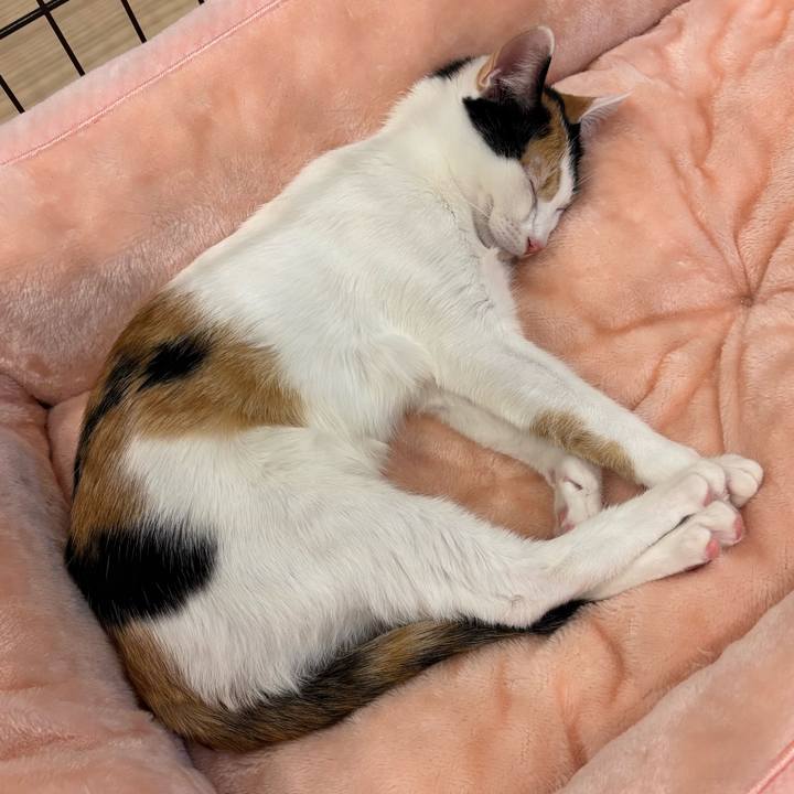 5719f49a 0c1a 47c0 9f0f 1b8ead0ef78c 1764412917992