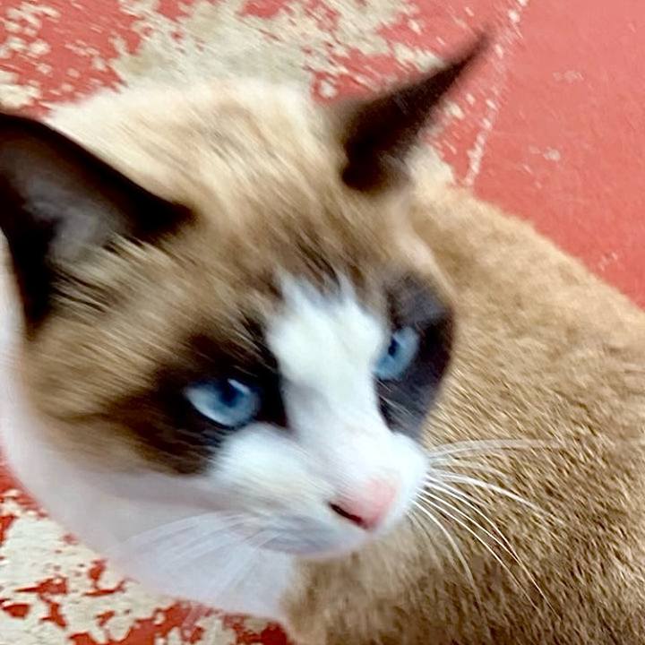 571aaf71 ca10 4d58 b370 99dfb9bdce32 1739326431123