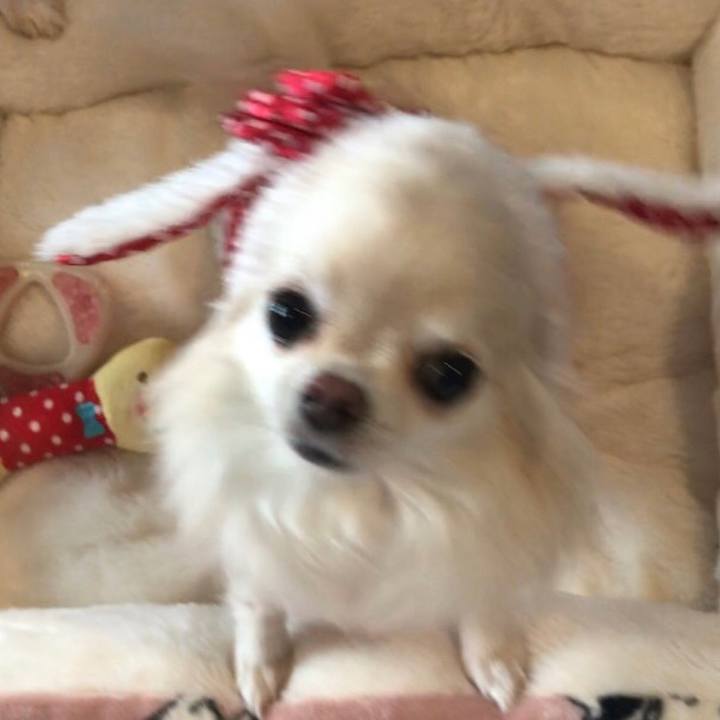 571f1411 84c4 490b abc6 8239e716b328 1510531372827