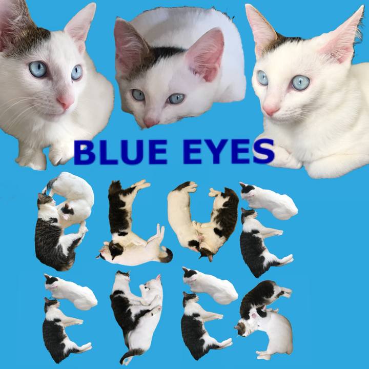 5720f32a 5bdb 4eed 8fed f2c8ff08611d 1668466969892