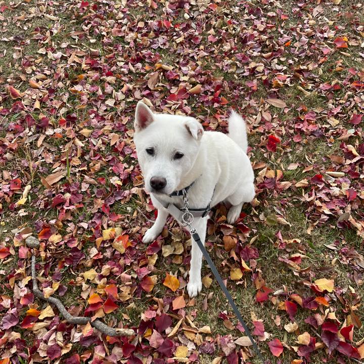 57243f64 c3b1 41c6 8dcd bf23af2c585d 1763949585281